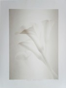 TOKITOH AYAKO:  White Flower (Calla) 7