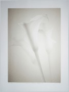 TOKITOH AYAKO:  White Flower (Calla) 8